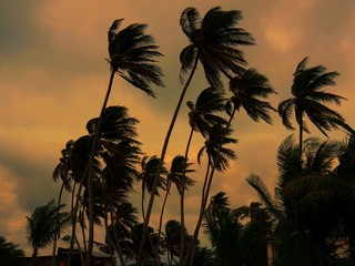 Sunset silhouettes of tall coconut trees with the leaves blowing in the wind 