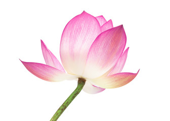 Obraz na płótnie Canvas Beautiful pink lotus isolated on white background.