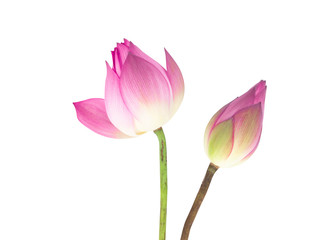 Closeup beautiful pink lotus isolated on white background