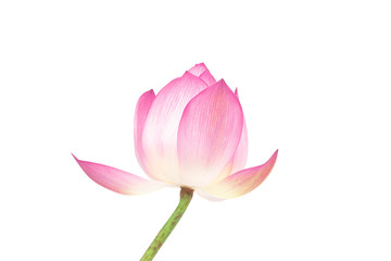 Closeup lotus flower isolated on white background