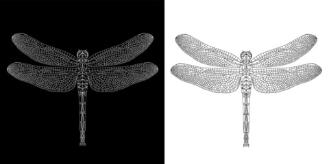 Dragonfly (damselfly) abstract low poly wireframe isolated on black and white background, EPS10 symmetrical vector illustration. Insect with geometry triangle. Polygonal style trendy abstract concept.