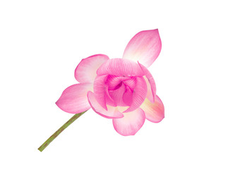 Top view beautiful pink lotus isolated on white background