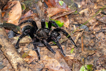 Forest tarantula 
