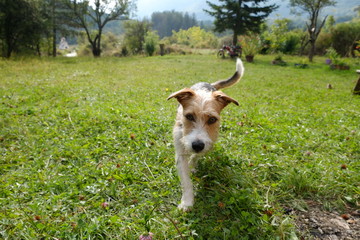 Cute terrier walking in a grass field 