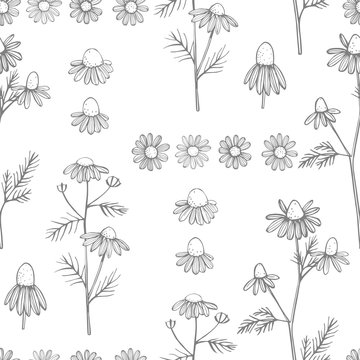 Hand drawn chamomile flowers on white background .Vector  seamless pattern