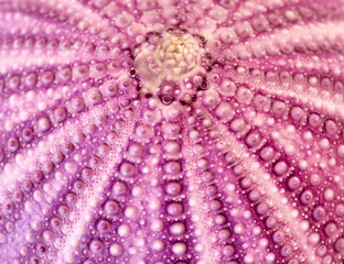 violet sea urchin shell close up, natural background