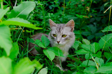 Naklejka na ściany i meble gray fluffy cat in green foliage