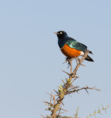 Superb Starling
