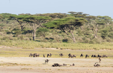Naklejka na ściany i meble herd of wildebeest in serengeti national park tanzania africa