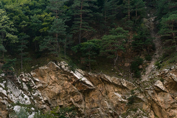 Mountain landscape, pine trees grow in the mountains.