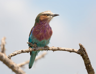 Lilac Breasted Roller