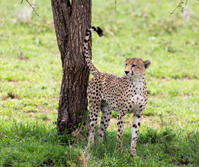 cheetah in the grass