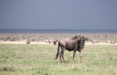 Obraz premium Wildebeest on the savannah in Serengeti