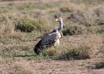 Ruppells Vulture