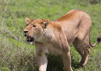 Fototapeta na wymiar Lionness