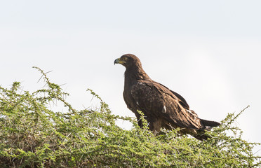Tawny Eagle