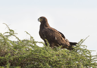 Tawny Eagle