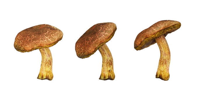 Set of moss mushrooms