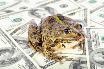 frog on the money