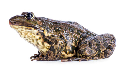 frog isolated on white