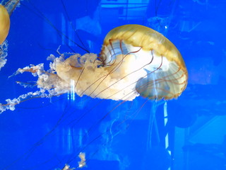 jellyfish in water