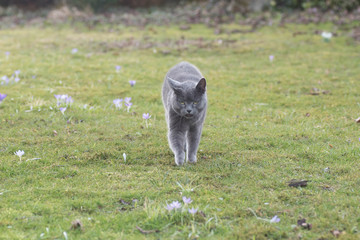 Katze