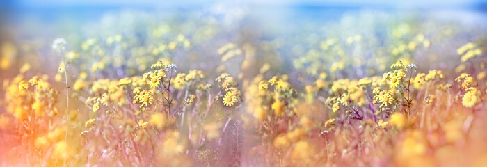 Selective and soft focus on yellow flowers in meadow