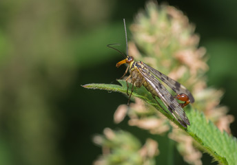 Scorpion fly