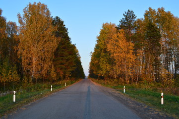 Obraz premium autumn, the road in the forest