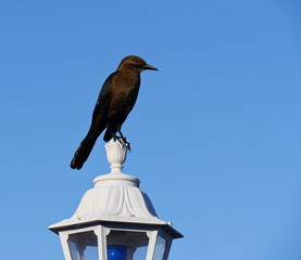 Side view of a bird perched on top of a white lamp with blue skies in the background bird 
