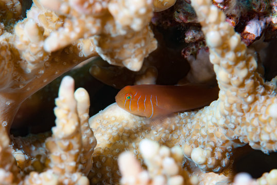 Five-lined coral goby Gobiodon quinquestrigatus