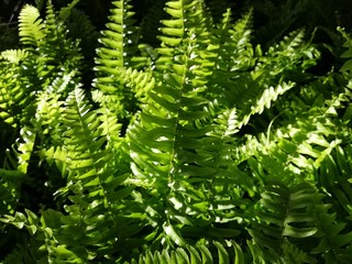 Felce verde, green fern