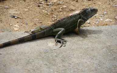 Side view of an iguana crawling up in the cement 