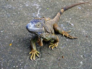Close up of an iguana crawling in the concrete cement