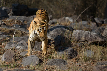 Fototapeta na wymiar Tigers of Tadoba (Maya, Matkasur, Choti Tara) national park, India
