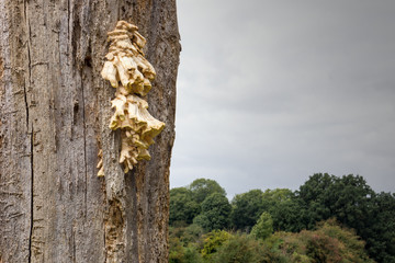 Polypores, or bracket fungi growing on a dead tree in Pishiobury park, Sawbridgeworth. It is sometimes edible.