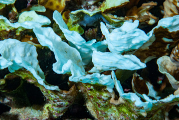 Coral Bleaching