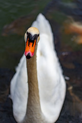 Obraz premium 白鳥