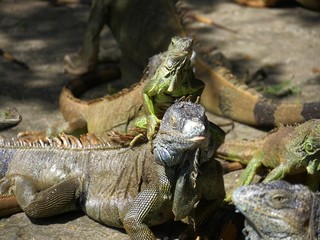 Medium close up of iguanas facing front