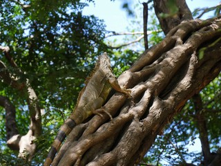 Wide shot of an iguana climbing up a tree and blending with the colors of the trunk