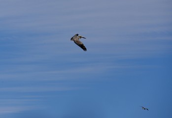 A bird soars in the air, with another bird flying down below, wings outstretched 