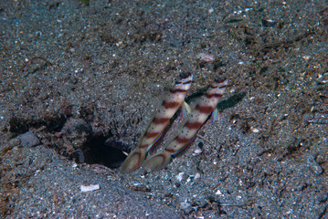 Eye-Brow Shrimp-Goby Amblyeleotris sp2