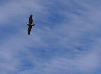 Wide shot of the skies with a bird flying in the air, wings outstretched 