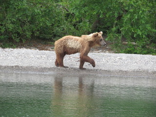  Kamchatka Bears
