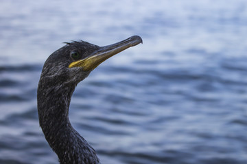 Cormorant on a beach