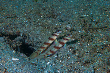 Eye-Brow Shrimp-Goby Amblyeleotris sp2
