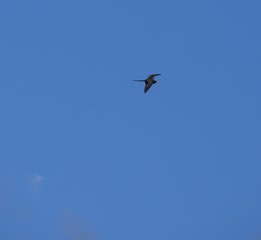 A bird flies up in the blue skies on a bright day
