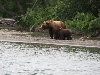 Mom and children. Kamchatka Bears