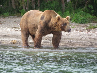 Obraz na płótnie Canvas Kamchatka Bear
