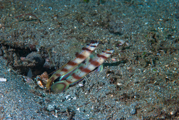 Eye-Brow Shrimp-Goby Amblyeleotris sp2